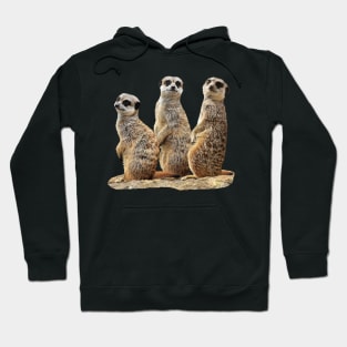 Funny Meercats on a rock in Africa Hoodie